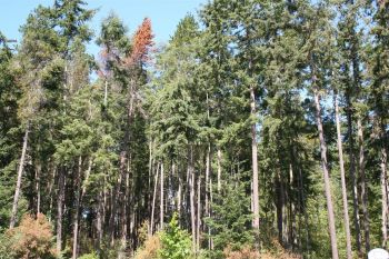 0 XXX NE 10th Avenue , Oak Harbor, WA 98277