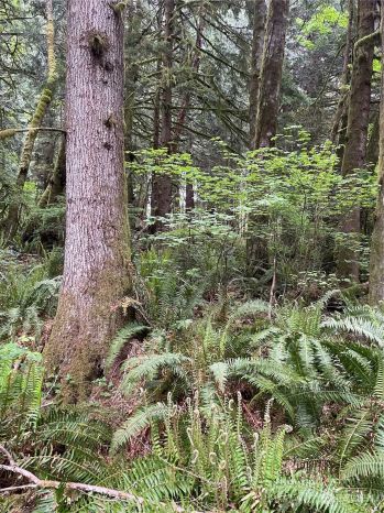 251 Lot 007 Woods Creek Road , Snohomish, WA 98290