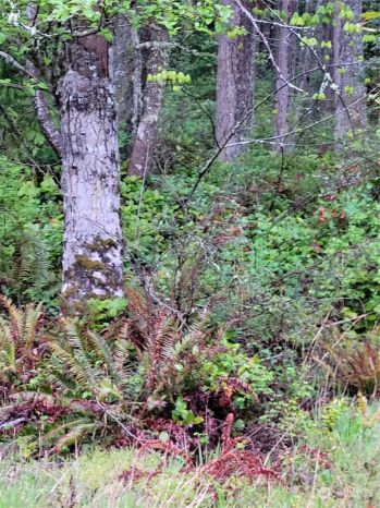 4010 SE Camano Drive , Camano Island, WA 98282